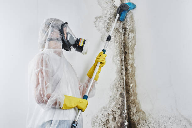 Best Post-Flood Mold Remediation in Hillsdale, NJ