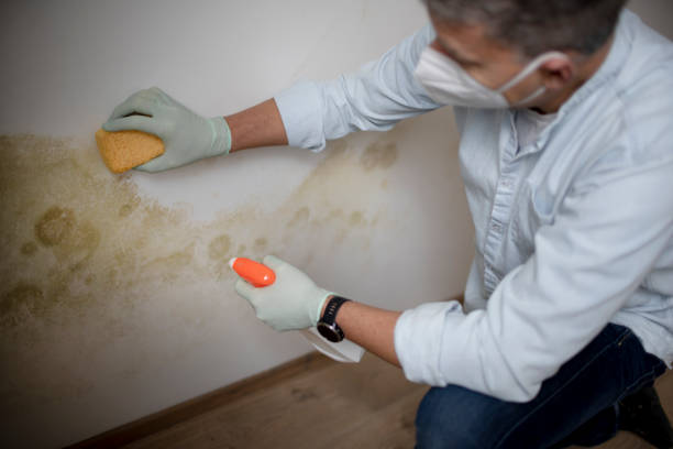 Hillsdale, NJ Mold Remediation Company