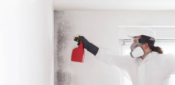 Best Black Mold Remediation in Hillsdale, NJ