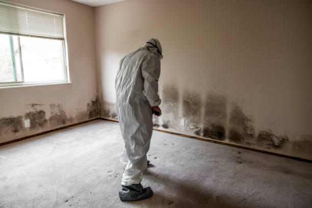 Best Mold Testing and Inspection Services in Hillsdale, NJ