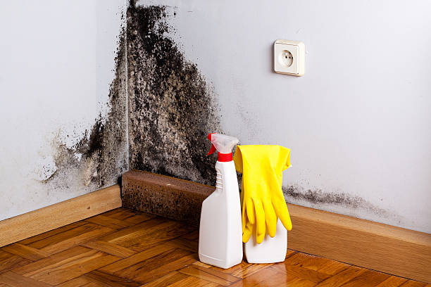  Hillsdale, NJ Mold Removal Pros