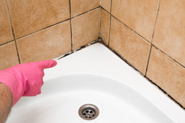 Best White Mold Remediation in Hillsdale, NJ